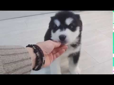 알래스칸말라뮤트 분양 - 강아지분양 바크바크 Alaskanmalamute Puppy Sales. - Youtube